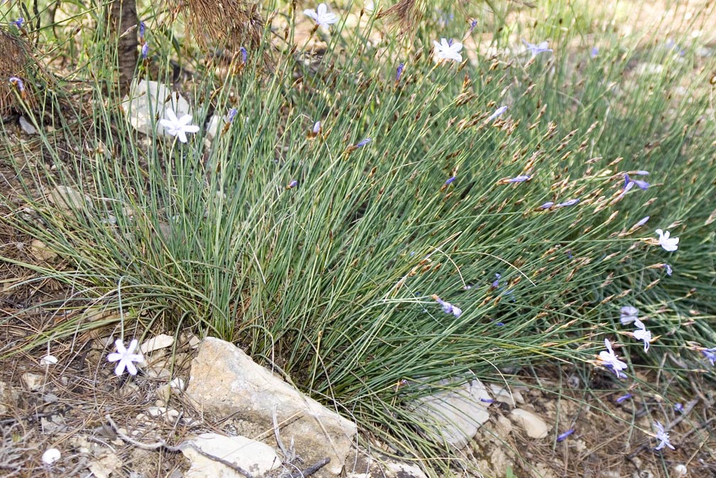 Aphyllanthes monspeliensis / Branc